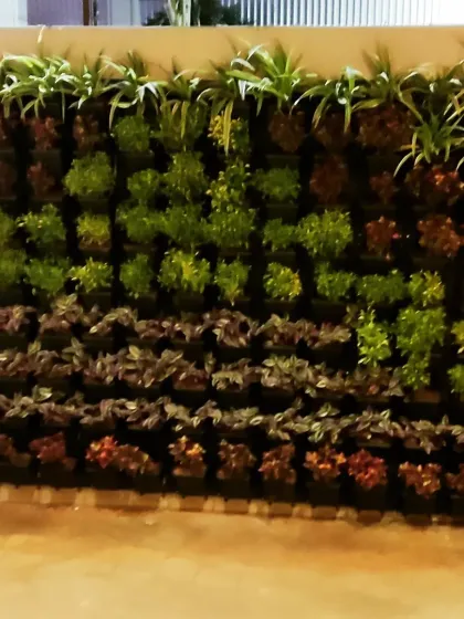 This is a vertical garden viewed at night. The textures and forms of the plants create an interesting visual display under artificial lighting.