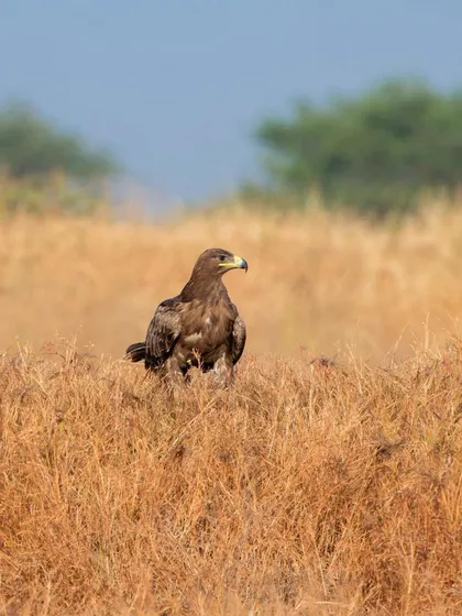 A portrait of the Steppe Eagle, alert and scanning the horizon from its position in the tall grass.