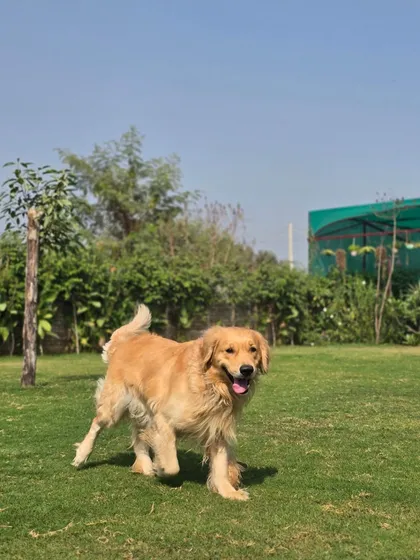 A happy Golden Retriever trotting across our sunny lawn during his boarding stay.