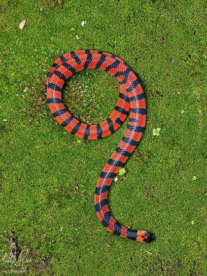 The same Bibron's Coral Snake coiled into the shape of the number nine, a fun coincidence on the ninth day of my herping trip.