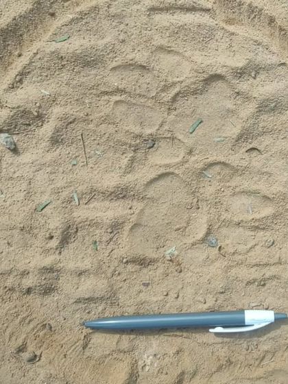 A clear leopard pugmark found in the sand, circled for documentation. A pen is used for scale. This is the evidence that fuels our explorations.