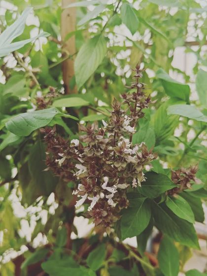 A variety of other fruiting plants like basil, brinjal, and chillies thriving in the pods.