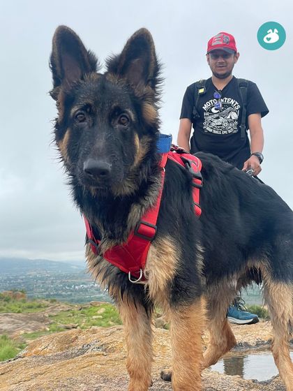 The Pack - Pet-Friendly Adventures & Meetups Guided Treks & Nature Hikes photo 3