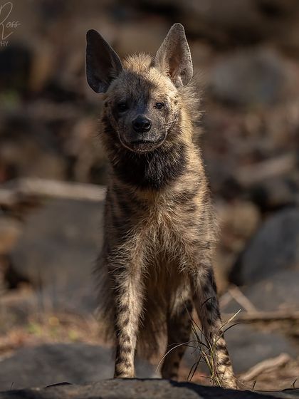 A frontal portrait of the Striped Hyena, giving a clear view of its intelligent face and powerful neck.