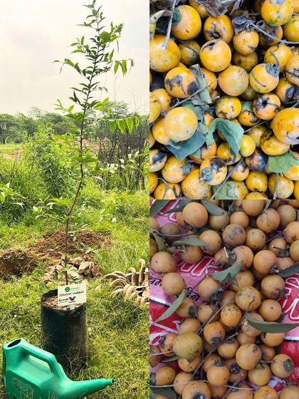 The Bistendu (Diospyros cordifolia) is a vital native Aravali tree. Its yellow-black fruit is a food source for wildlife like porcupines and civets, and planting it helps rebuild the forest canopy.