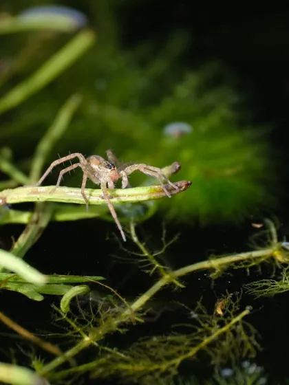 The Indian Raft Spider, a master of walking on water, is a sign of a healthy wetland. We spotted this one at one of our restored ponds, where it hunts insects on the water's surface.