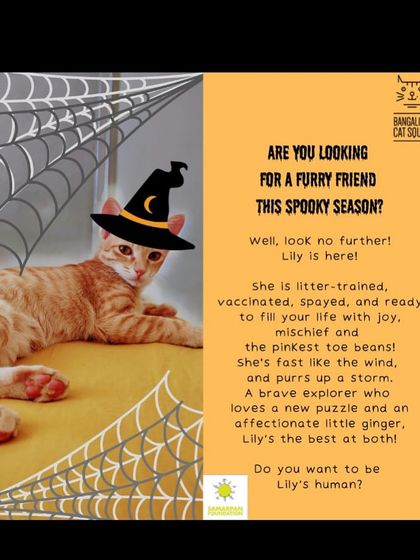 Lily is a brave explorer who loves a new puzzle. This spayed, vaccinated, and litter-trained ginger girl is fast like the wind and purrs up a storm.