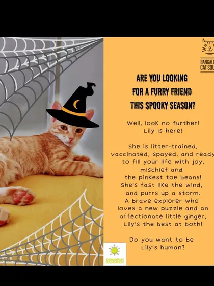 Lily is a brave explorer who loves a new puzzle. This spayed, vaccinated, and litter-trained ginger girl is fast like the wind and purrs up a storm.