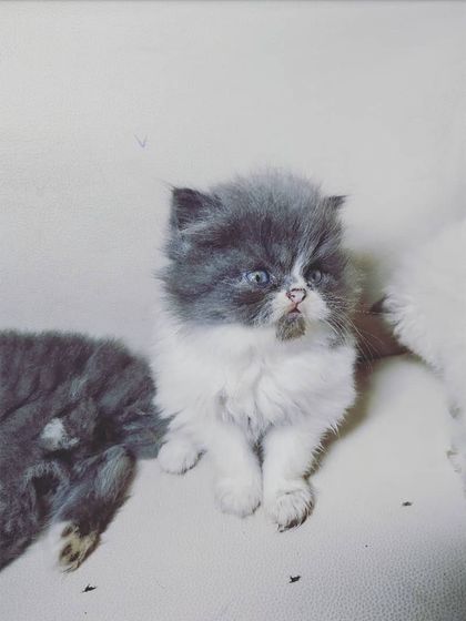 The Cat House - Cat Breeding Services Our Adorable Kittens photo 11