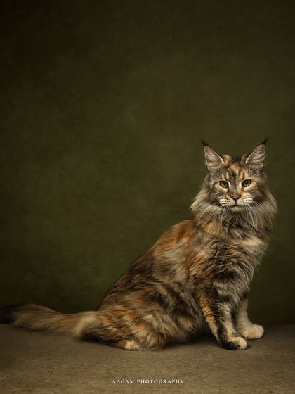 A duplicate of the stunning, regal portrait of this Maine Coon, a testament to the beauty and artistry of fine art pet photography.