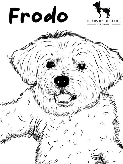 A detailed black and white line art portrait of a dog named Frodo. This style focuses on the expression and texture of the fur.