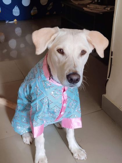 PL Paws - Dog Adoption Services Happy Tails: Our Adoptees in Their Forever Homes photo 142