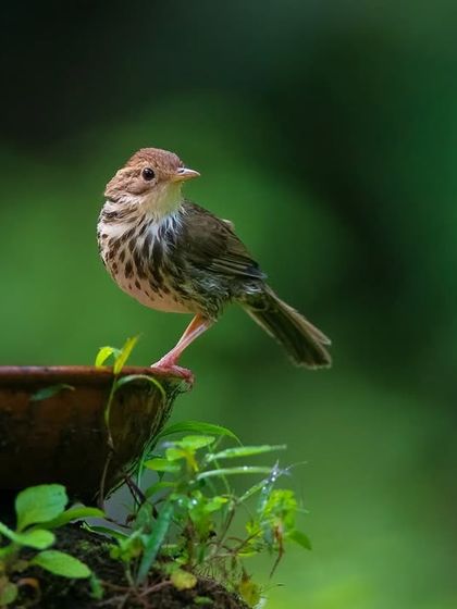 A Puff-throated Babbler perched against a soft green background. Can you identify all the birds in this series?