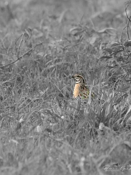 A creative edit of the Rain Quail, with the bird in color and the background in black and white.