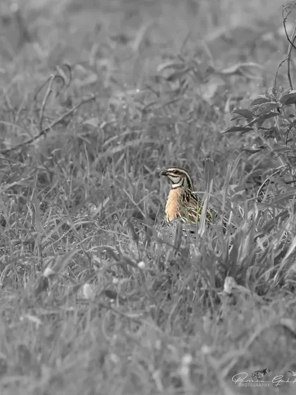 A creative edit of the Rain Quail, with the bird in color and the background in black and white.