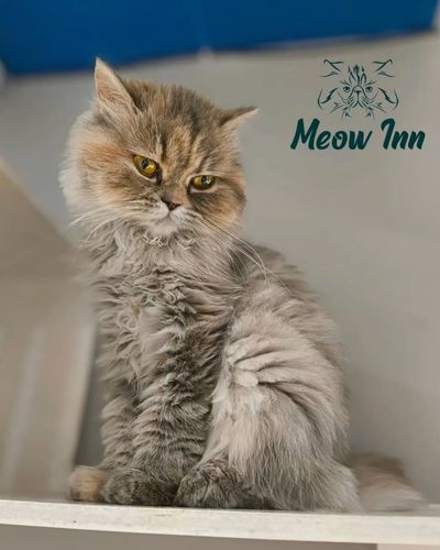 Cat Grooming & Spa