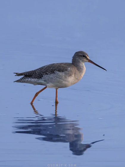 A Spotted Redshank, a migratory wader from the Arctic, foraging in the wetlands of Gurgaon.