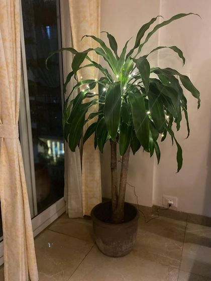 Even a single indoor plant can be decorated for the holidays. This Dracaena with simple fairy lights adds a subtle festive touch to the room without being overwhelming.