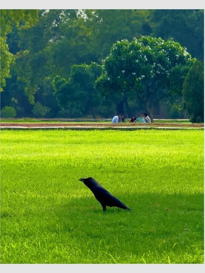 A crow stands on the lush green lawn of Humayun's Tomb. Even in a grand historical site, simple moments of nature can be found.
