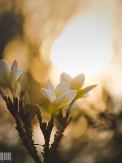 Zahid Moledina - Photography The World Up Close: Nature & Macro photo 22