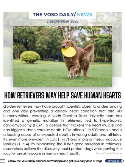 A genetic mutation identified in Golden Retrievers linked to a deadly heart condition may help scientists understand and prevent the same condition in humans. This discovery highlights the unique connection between canine and human health.