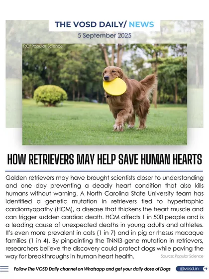 A genetic mutation identified in Golden Retrievers linked to a deadly heart condition may help scientists understand and prevent the same condition in humans. This discovery highlights the unique connection between canine and human health.