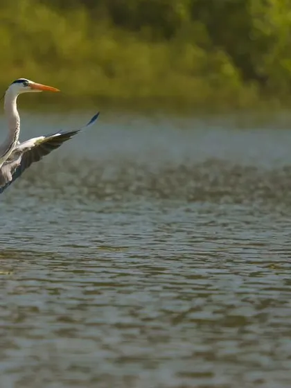 A duplicate of the Grey Heron in takeoff, capturing the power and motion of flight.