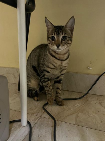 Cleo, an adopted cat, looking a little shy on her first day. My experience as a behaviorist helps me understand and support timid cats.