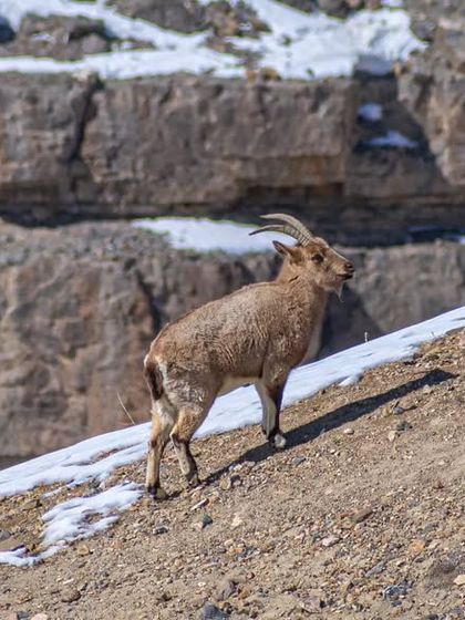 Spotting an Ibex on a steep, snowy slope in Spiti. Capturing wildlife in its natural Himalayan habitat requires patience and a deep respect for the environment.