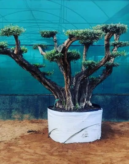 Statement Bonsai & Large Trees photo 23
