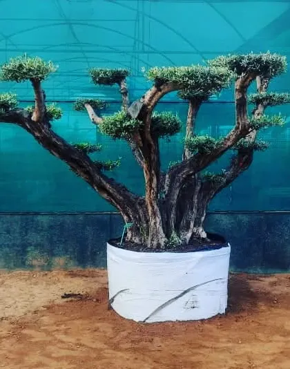 This is a very old, imported olive bonsai tree. With its thick, gnarled trunk and delicate branches, it's a rare and valuable specimen that we can source for discerning clients.