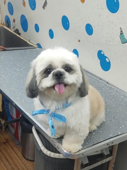 This adorable Shih Tzu is all smiles after its appointment. We specialize in the popular "teddy bear" cut that keeps them looking cute and cuddly.