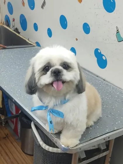 This adorable Shih Tzu is all smiles after its appointment. We specialize in the popular "teddy bear" cut that keeps them looking cute and cuddly.