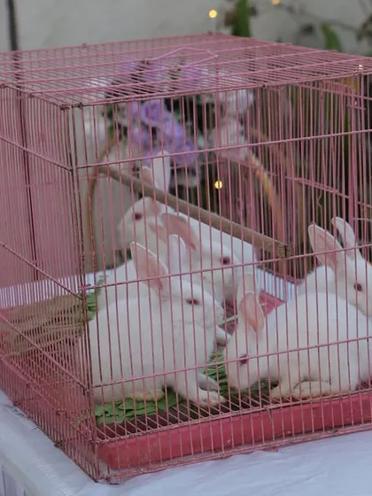 For an extra special touch at the bunny-themed party, I arranged for a pen of real, fluffy bunnies for the children to see and gently interact with.