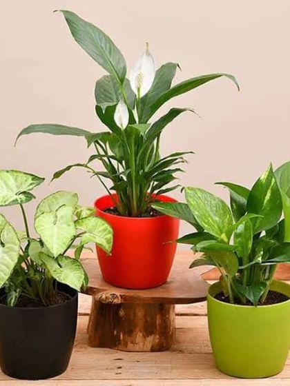A classic combination of easy-care favorites. This trio, featuring a Peace Lily, Syngonium, and Pothos, is perfect for beginners and brings a variety of leaf shapes and textures to your collection.