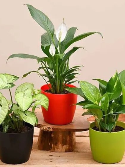A classic trio of air-purifying plants: a Peace Lily, an Arrowhead Plant, and a Pothos. This combination is not only beautiful but also works to improve the health of an indoor environment.
