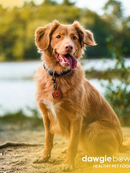 A healthy weight is crucial for a long and active life. This happy dog enjoying the outdoors is a great example of a pet at a healthy weight, ready for any adventure.