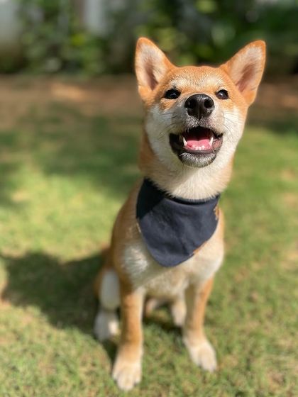 Obi looking dapper and confident in his bandana. He's ready to take on the world with the skills he learned with us.