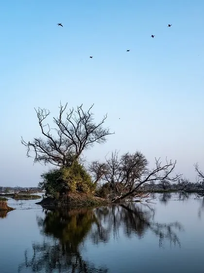 A classic Bharatpur landscape with its iconic trees growing out of the water. A flock of birds flying overhead completes this beautiful scene.