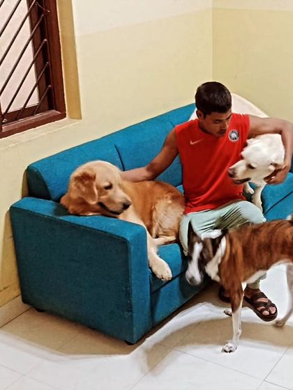 A staff member with a lap full of dogs. It's the best seat in the house.