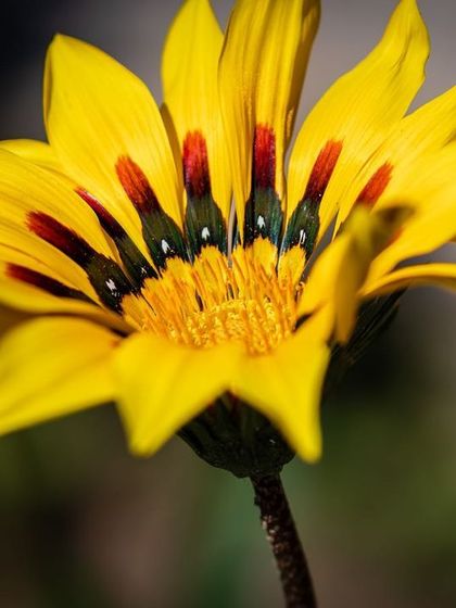 A yellow Gazania flower, also known as a treasure flower, reveals the intricate, eye-like patterns at the base of its petals. This macro shot looks like a work of abstract art.