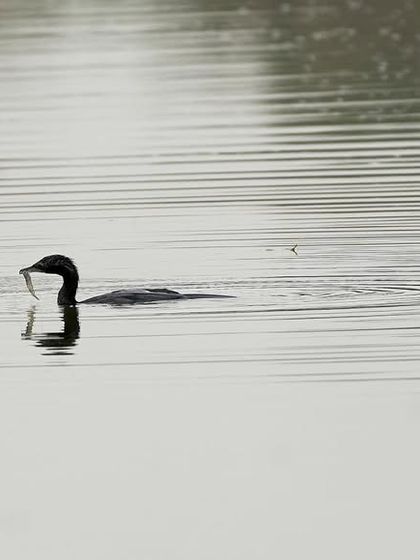 A quiet moment on the water as a Little Black Cormorant enjoys its breakfast. The simplicity of this scene, with the ripples in the water, highlights the peaceful side of wildlife.