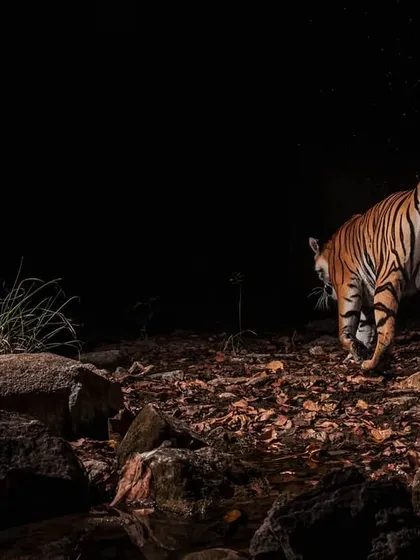 A male tiger sprays a scent mark on a tree, a definitive act of claiming territory. Capturing this specific behavior on camera provides valuable data for researchers studying population dynamics and land use.