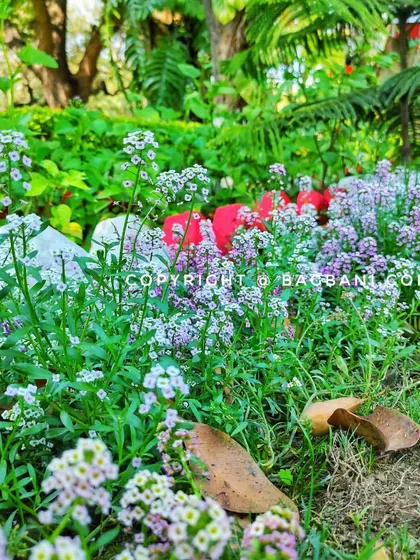A close-up of sweet Alyssum, a fragrant groundcover plant that is excellent for borders and filling gaps.