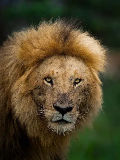 A close-up portrait of a battle-scarred male lion. The flies on his face tell a story of a recent meal and the harsh realities of life in the wild.
