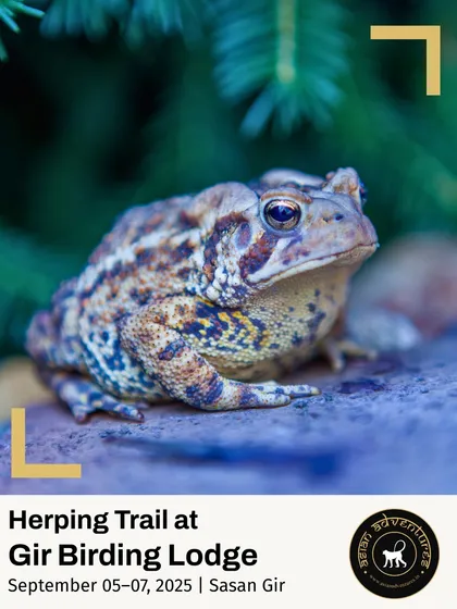 A Common Indian Toad, with its warty skin, sits patiently. Our night walks during the monsoon are filled with the calls and sights of various frog and toad species.