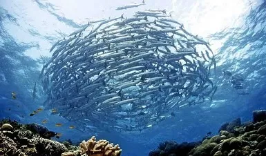 A perfect sphere of barracudas. Witnessing this formation is one of the ultimate Sipadan experiences.