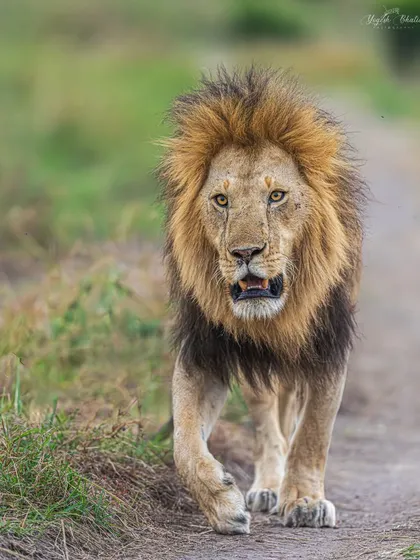 A close-up version of the walking lion. The vertical crop emphasizes his powerful build and focuses all attention on his intense expression and direct eye contact.