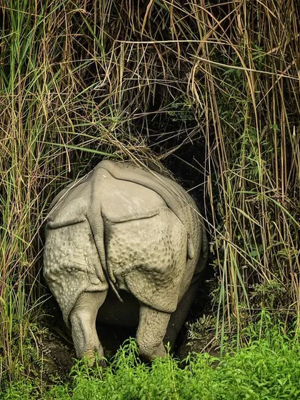 A rhino disappears into the tall grasslands of Assam. This image, taken on World Rhino Day, is a poignant reminder of their vulnerability and the urgent need to protect them from poaching and habitat loss.