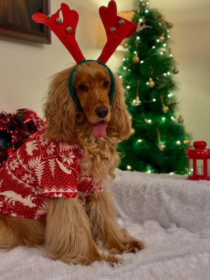Posto rocking another Christmas look with a festive sweater and reindeer antlers with jingle bells.